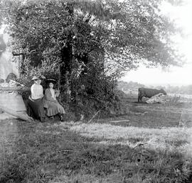 Woods around Rochestown, County Cork