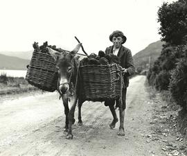 Connemara Turf Boy