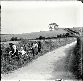 Family group picking berries