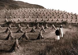 Harvesting, Dromara, County Down